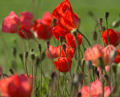 poppies