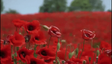 a gif of a poppy field, moving in the wind